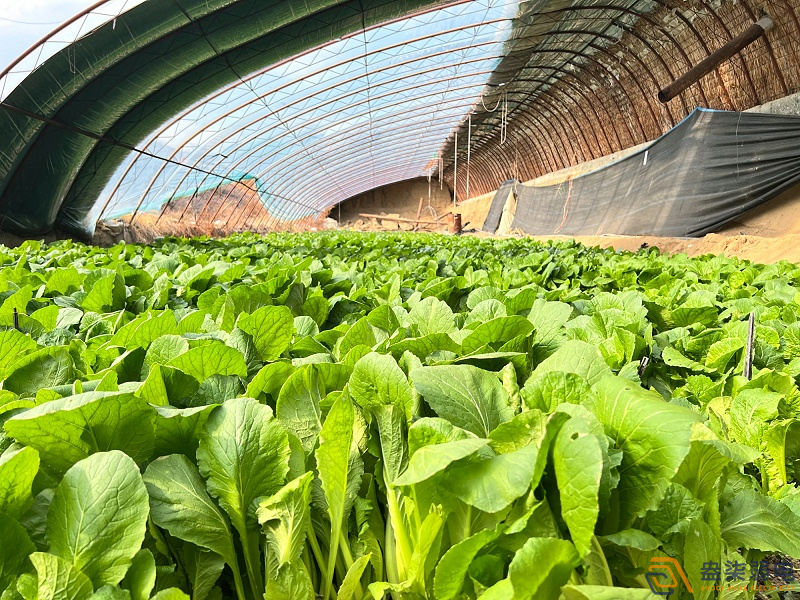 大棚蔬菜如何選擇的安防監控設備？